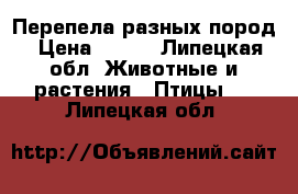 Перепела разных пород › Цена ­ 200 - Липецкая обл. Животные и растения » Птицы   . Липецкая обл.